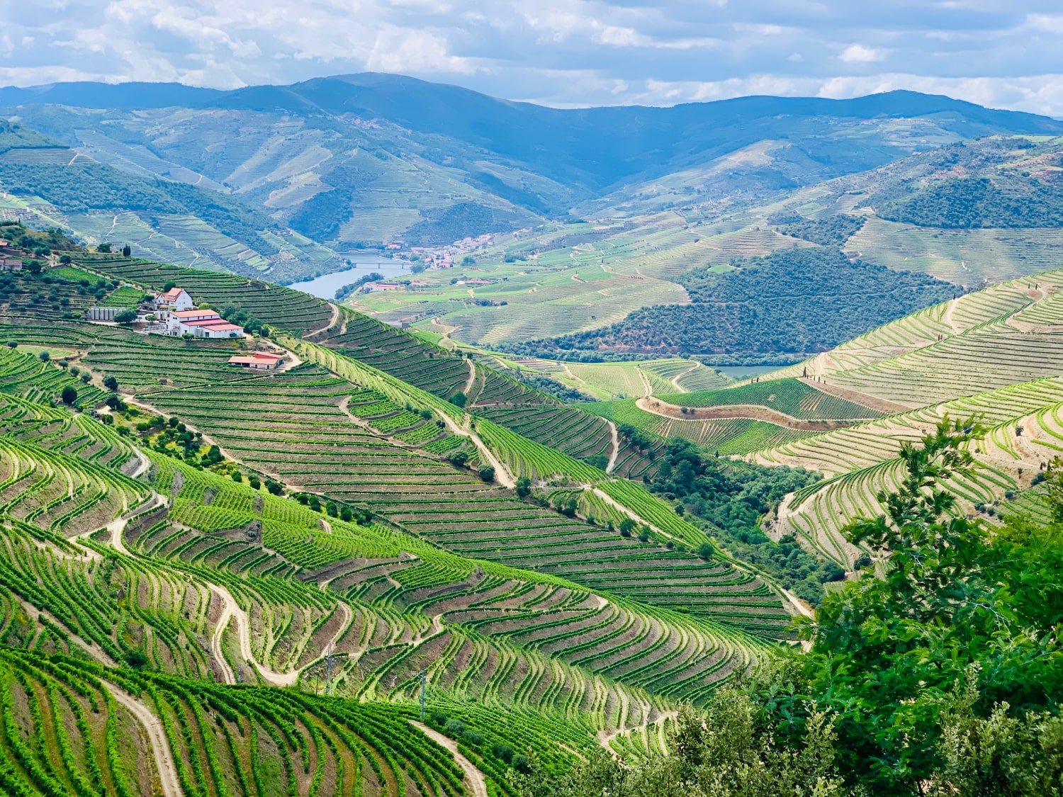 Douro Valley in a Day Tour with Wine Experience